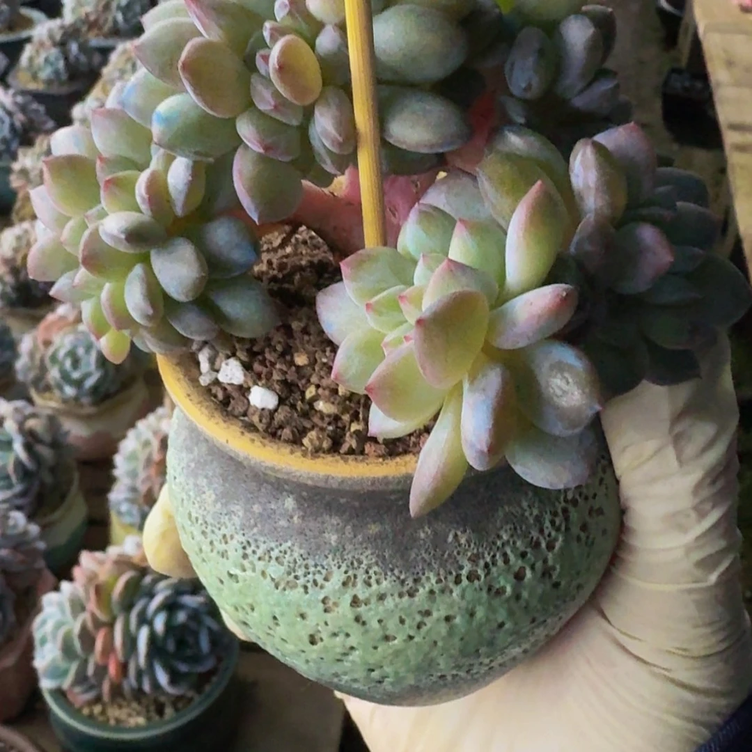 【闪购商品】我****e补差价，有切