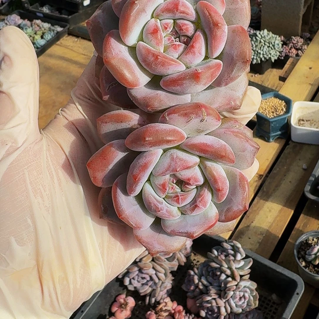 娜*心哈哈哈哈哈哈哈哈