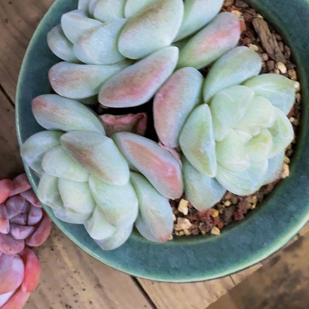 【闪购商品】有***粒