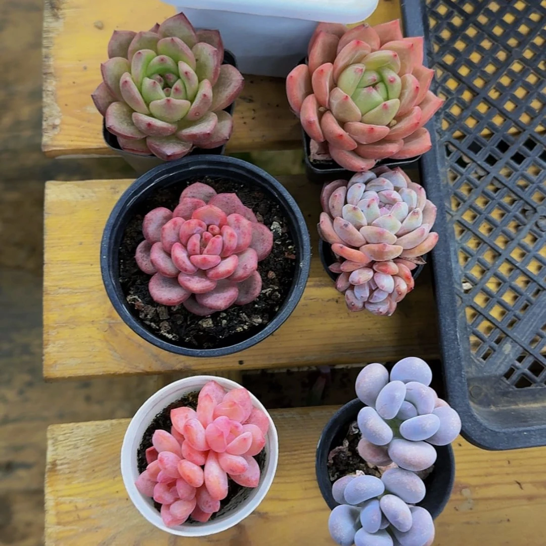 【闪购商品】小**儿