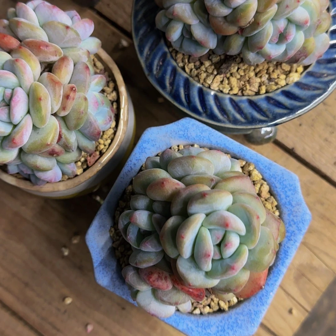 【闪购商品】t*y三颗