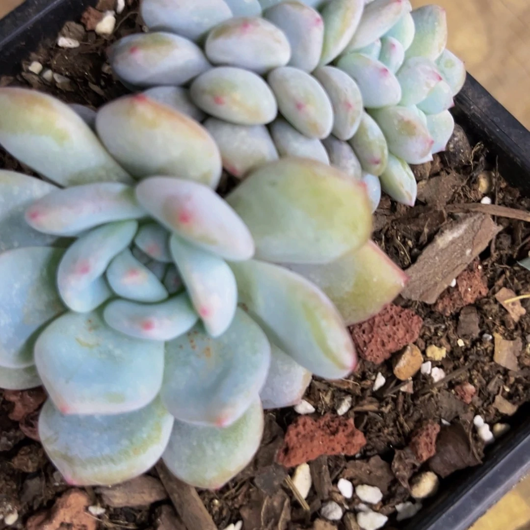 【闪购商品】秋****欣默认砍