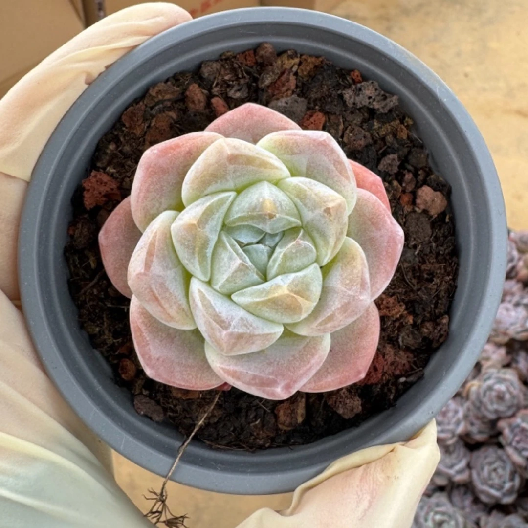 卿语园艺精控冰玉