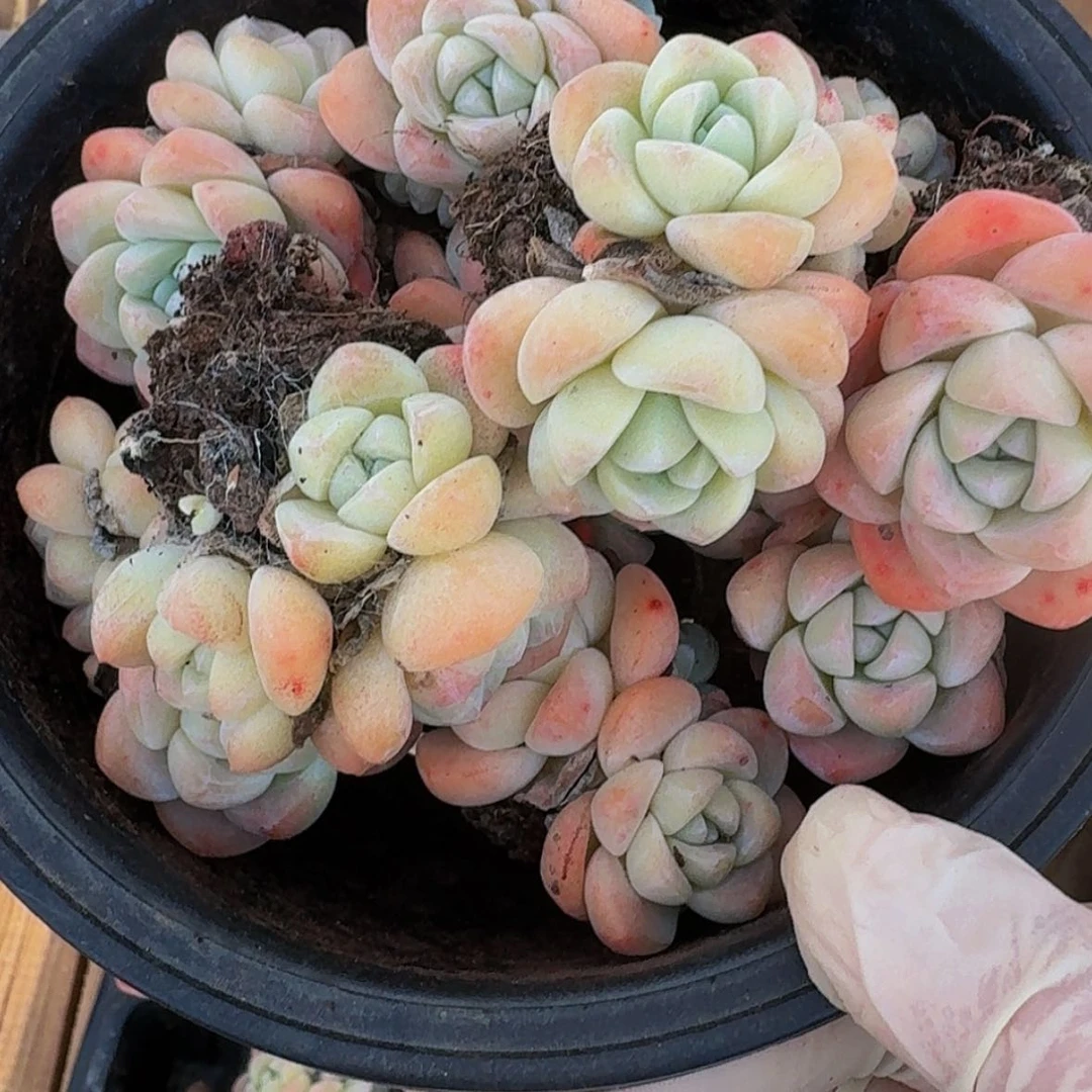 【闪购商品】阿***鱼