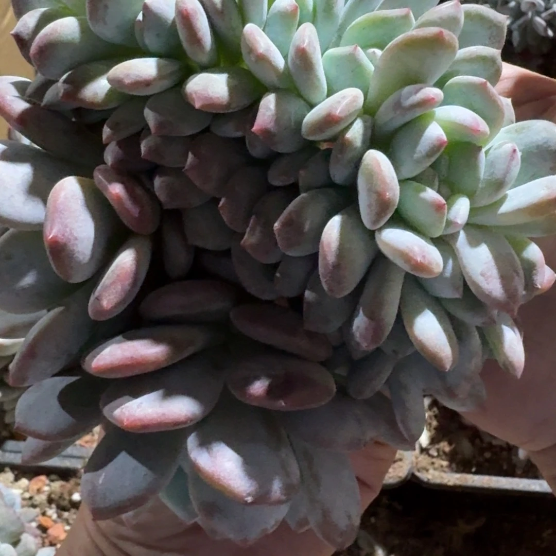 南**麻默认摘心哈哈哈哈哈哈哈哈哈哈哈哈