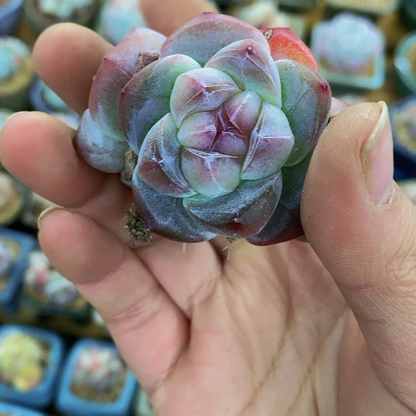【闪购商品】薇*冰玉