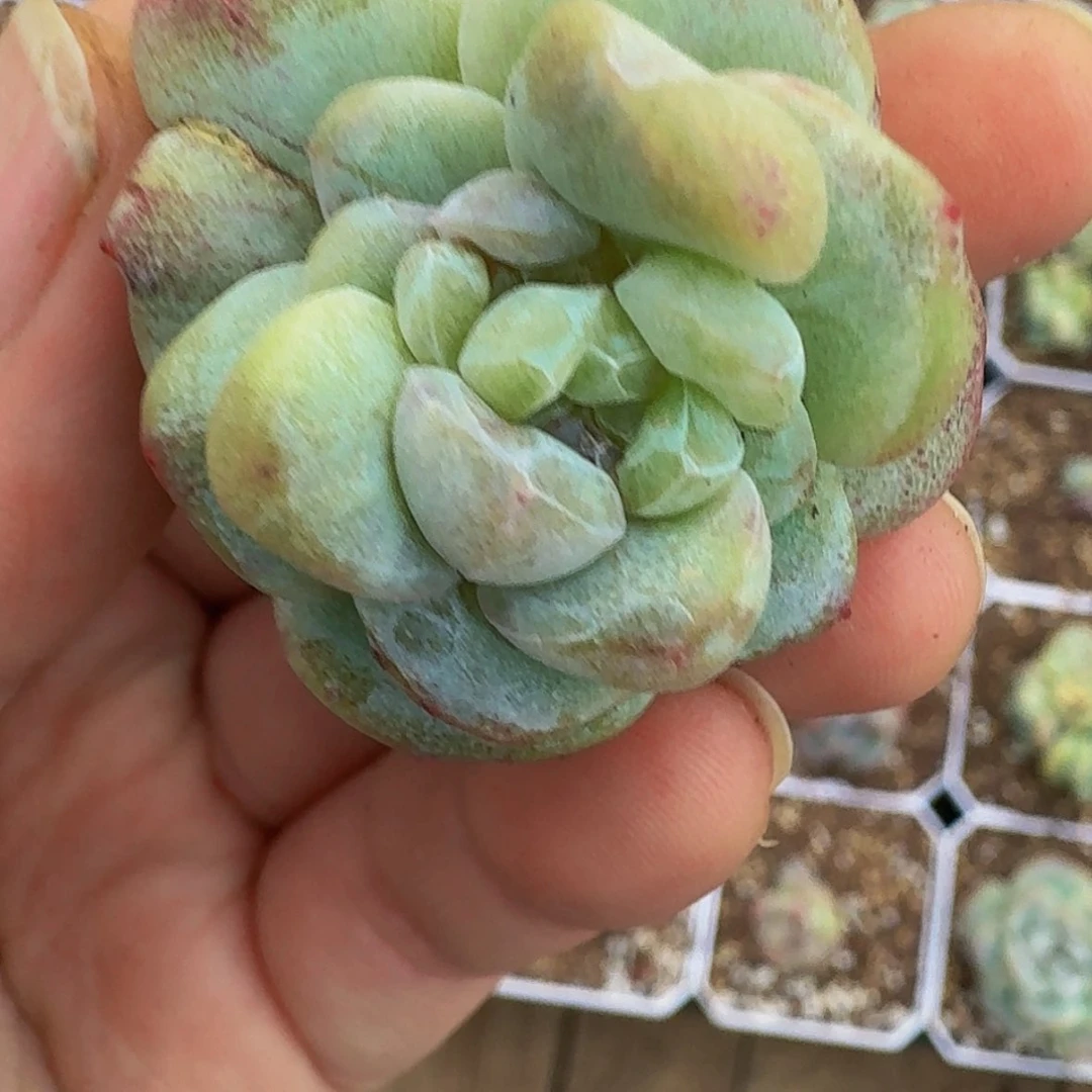 【闪购商品】暖*石化
