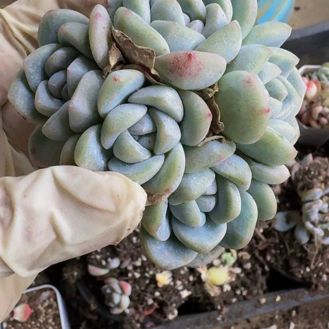 【闪购商品】饼*陈