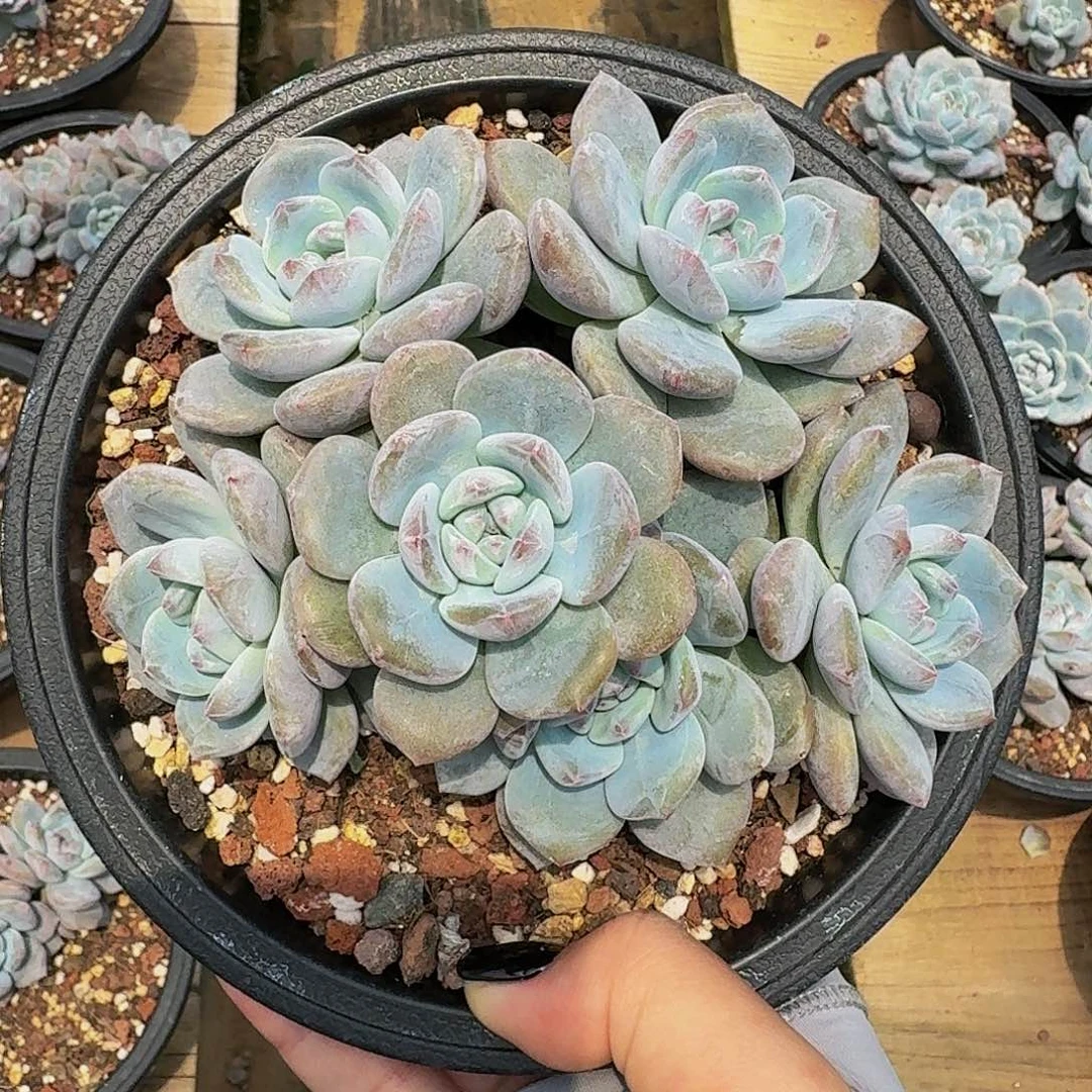 哆***~哈哈哈哈默认砍