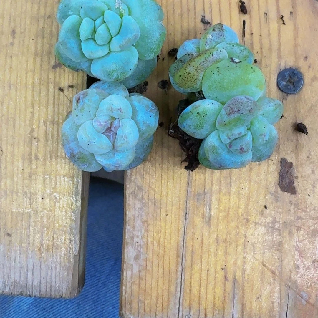 【闪购商品】爱****妈