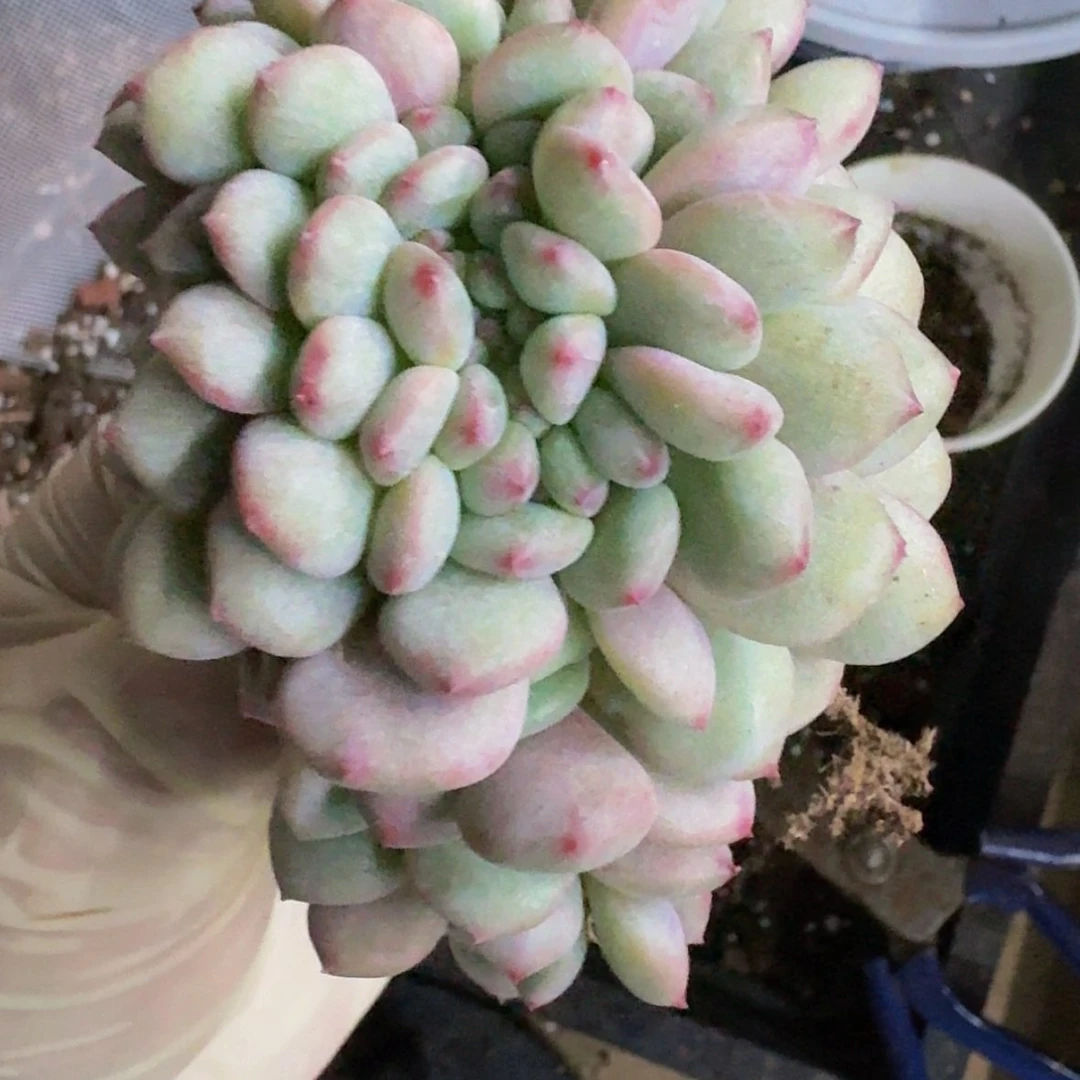 【闪购商品】秋****欣