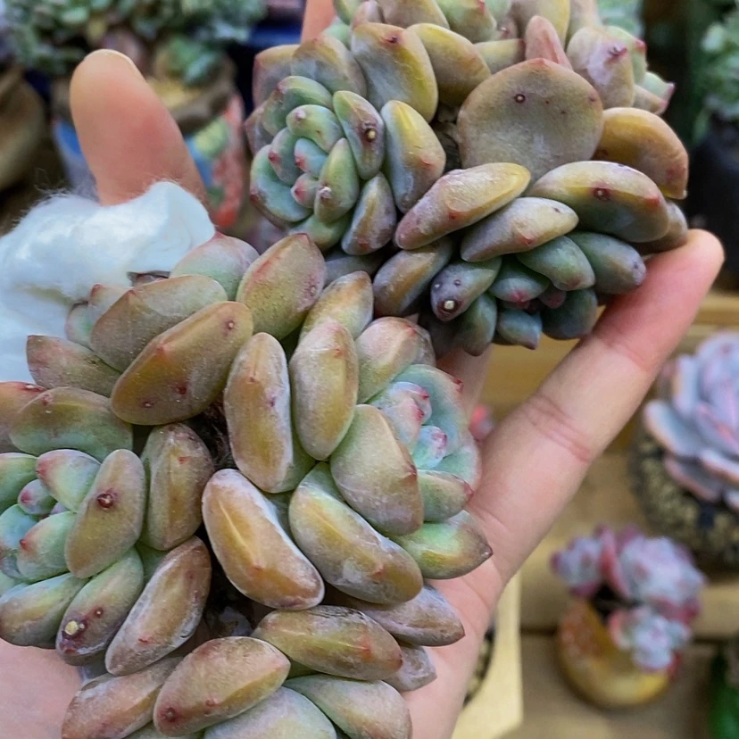 【闪购商品】阿***鱼