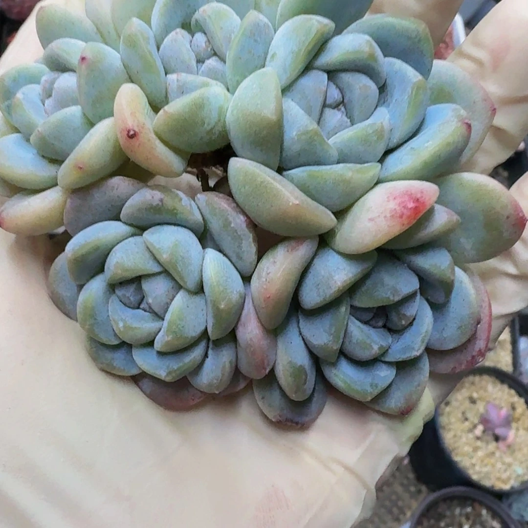 【闪购商品】饼*陈