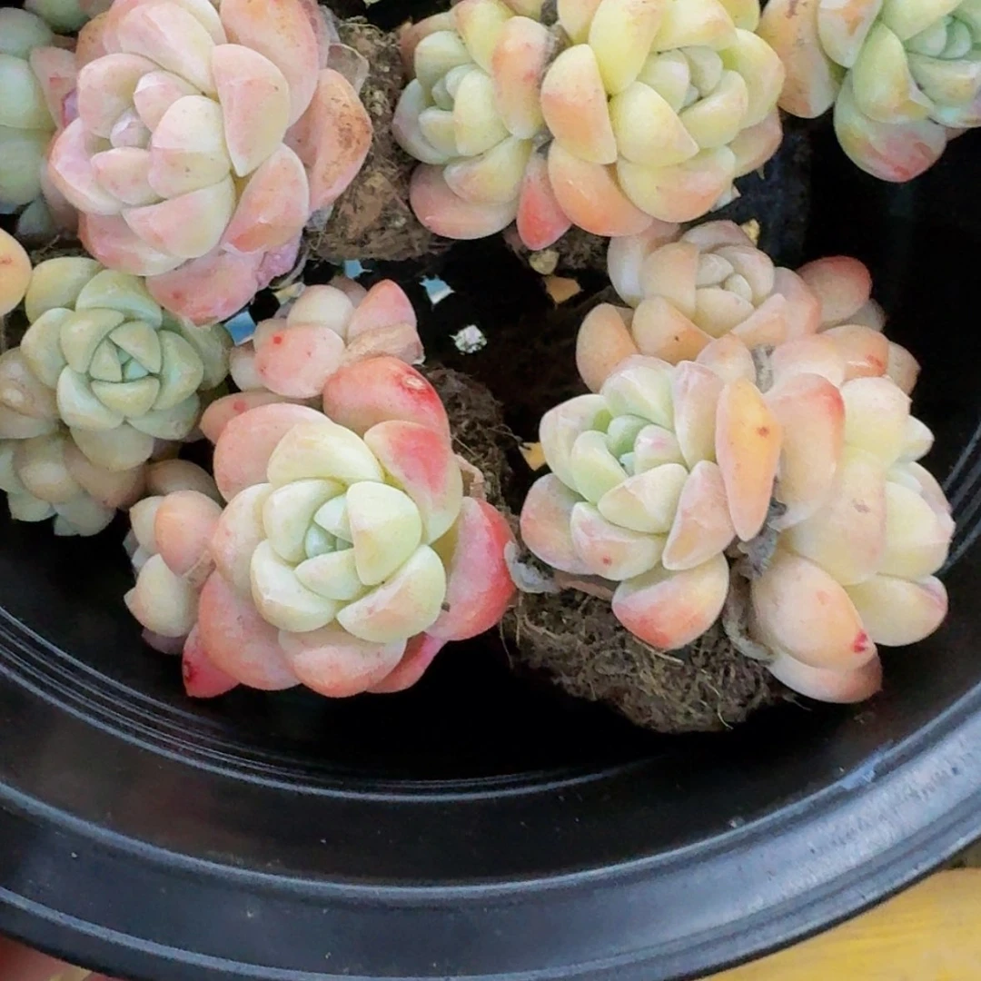 【闪购商品】我****e不保整