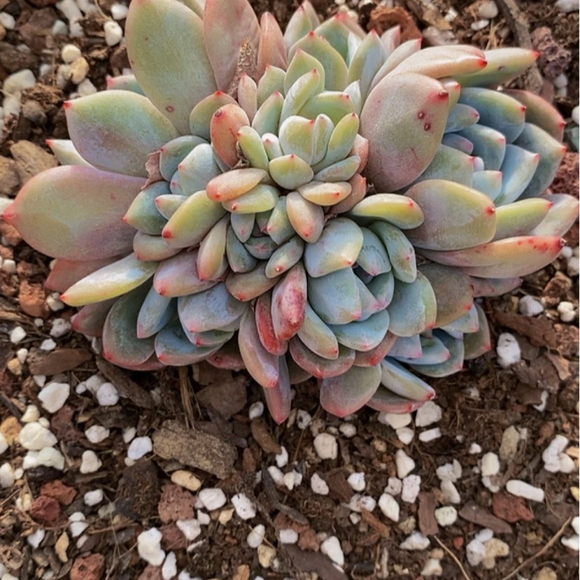 【闪购商品】馨*星影