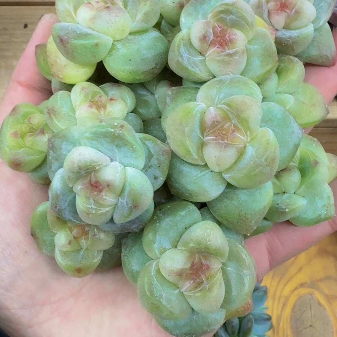【闪购商品】饼*陈15颗