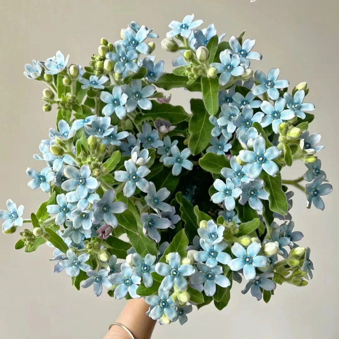 【蓝星花草花】云南基地鲜花，直播间现场卖花，