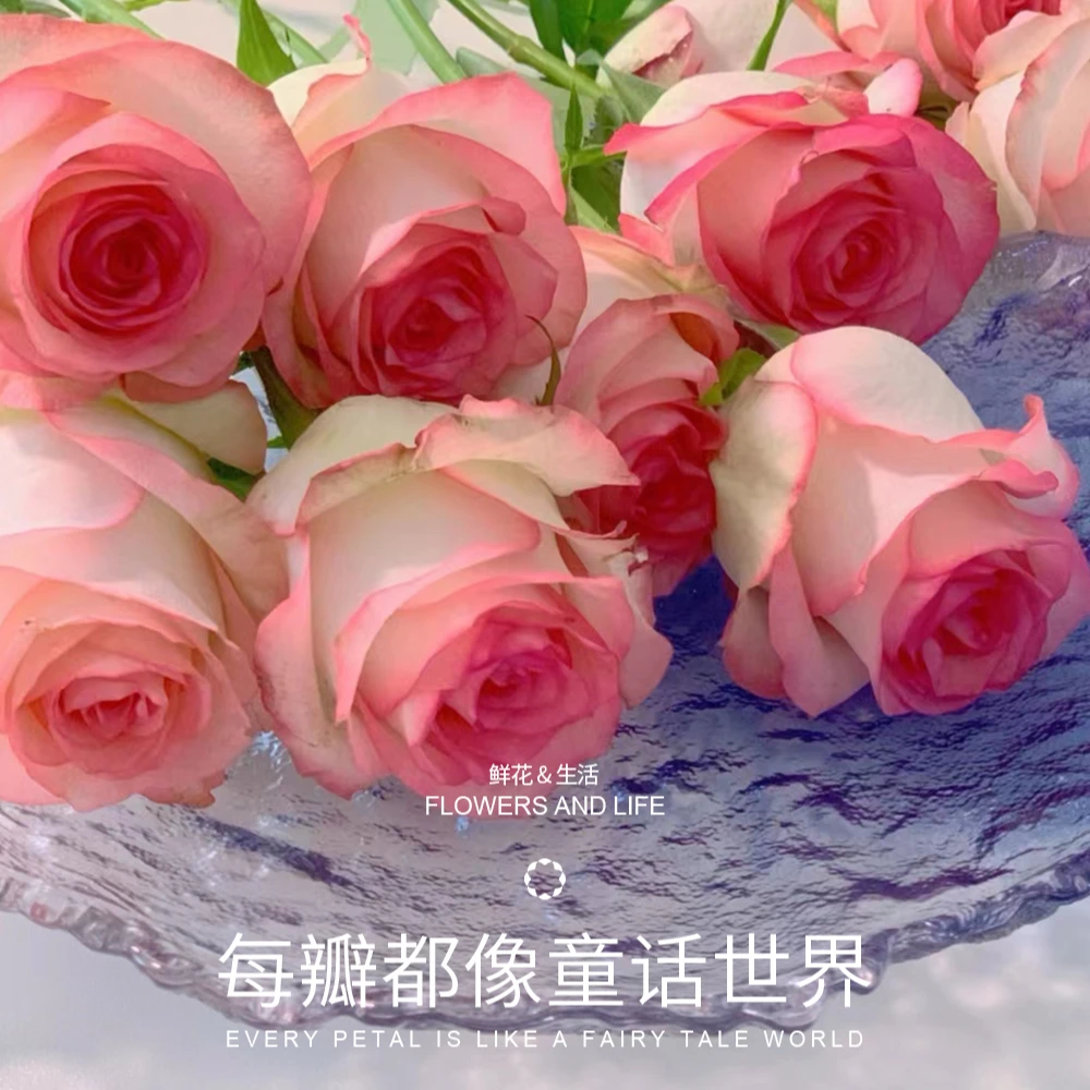 云南基地鲜花艾莎玫瑰直播间现场卖花盆陶瓷郁金香架子荷花莲蓬