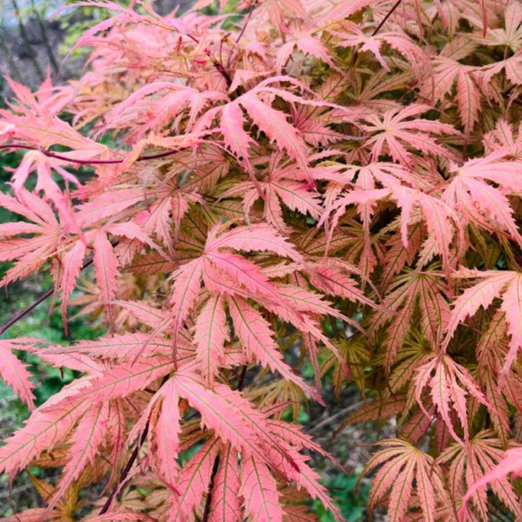 一物一拍【女神枫树】脉纹阿里阿德红枫阳台庭院别墅花园盆栽绿植园