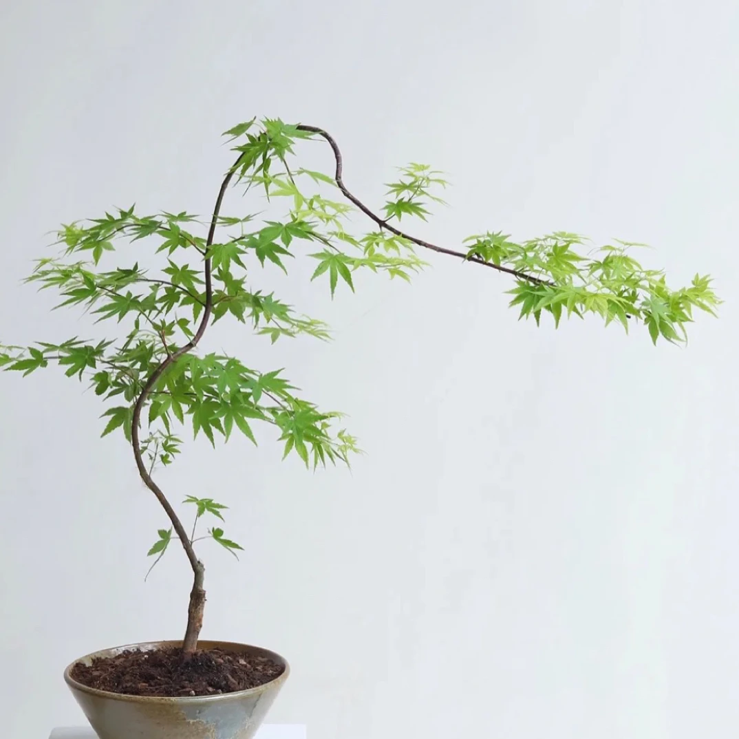 一物一拍【青流泉枫树】造型红枫阳台庭院别墅花园盆栽绿植园艺植物