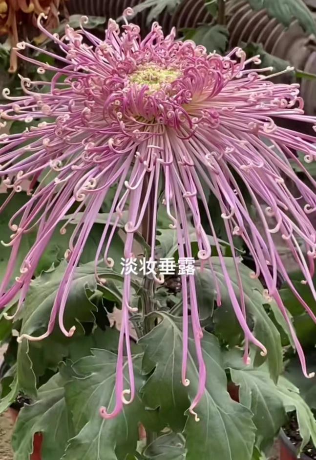 【淡妆垂露】九月菊  菊花苗