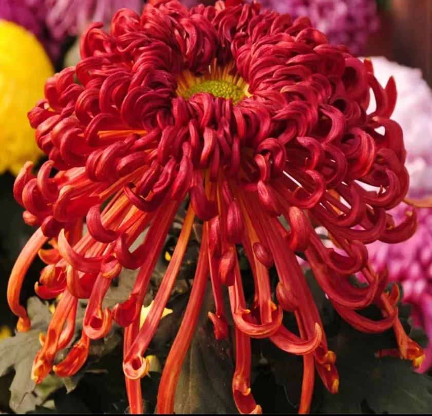 拍一发三【盘龙锦绣】九月菊花苗 土球发货(不含盆)