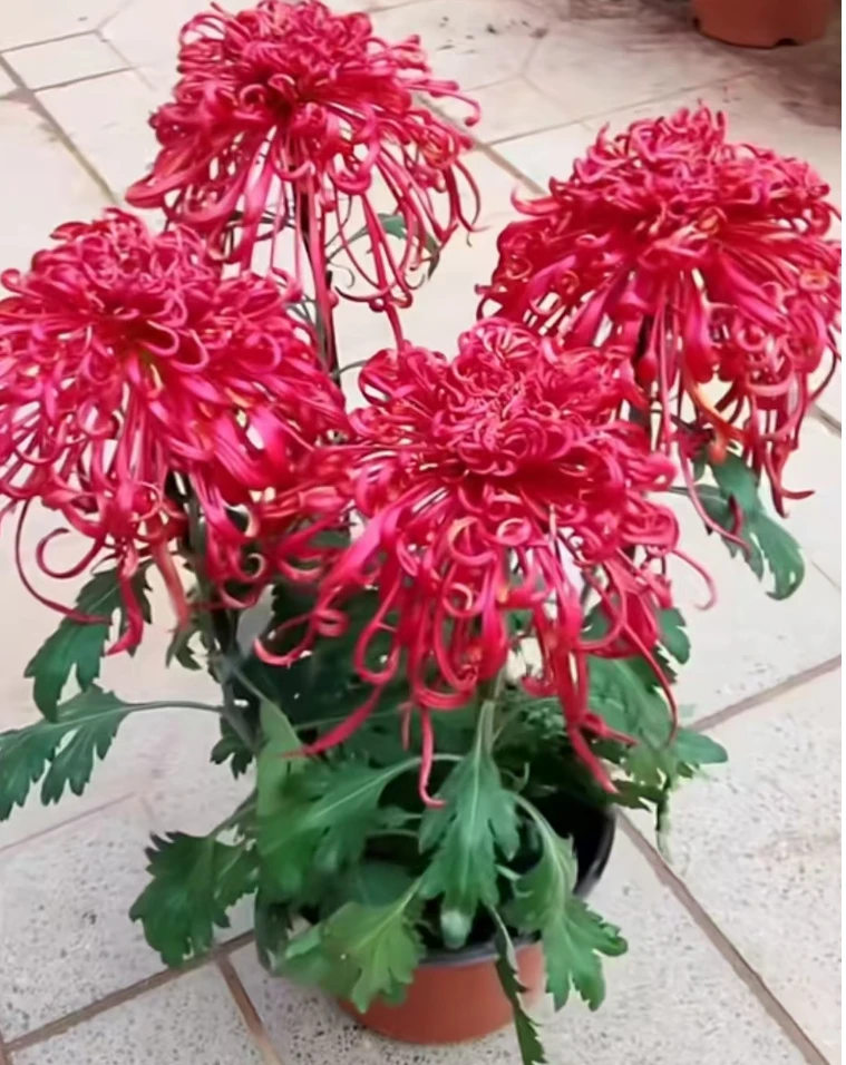 2025【一支浓艳】菊花盆栽花根出售（断肢掉花养死不售后）