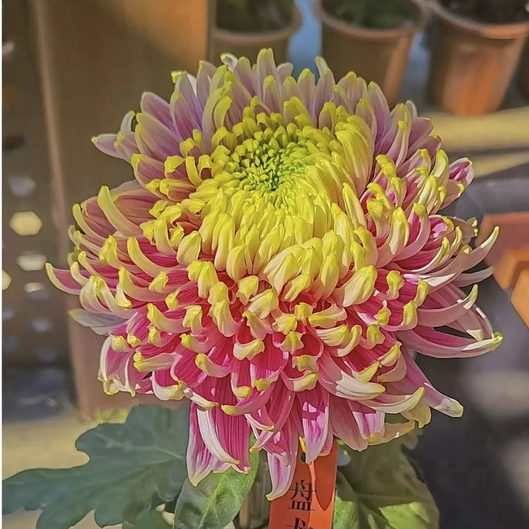 【盘龙木兰】九月菊  菊花苗