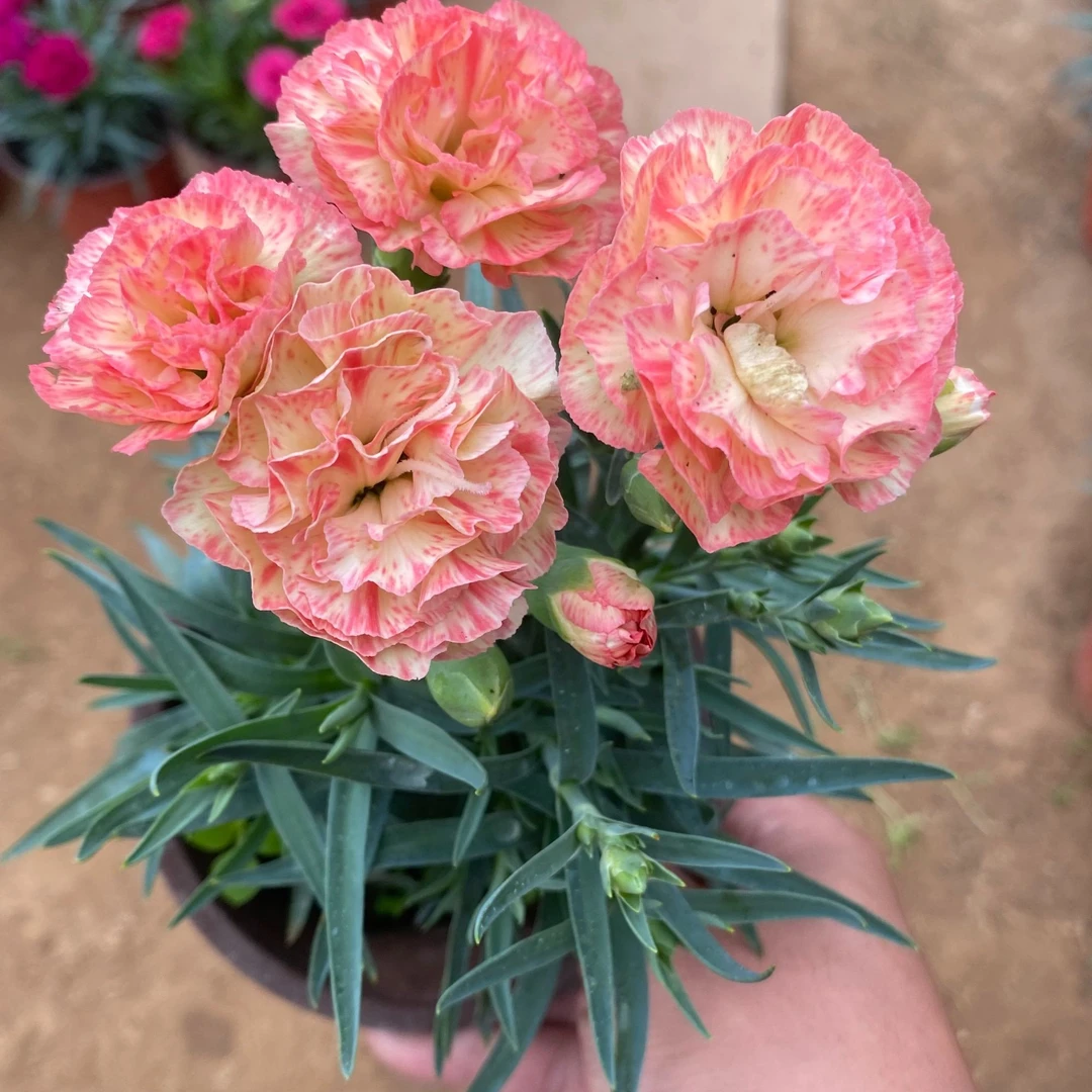 梦幻橙【康乃馨】盆栽花苗带花苞鲜花室内阳台植物土球发货