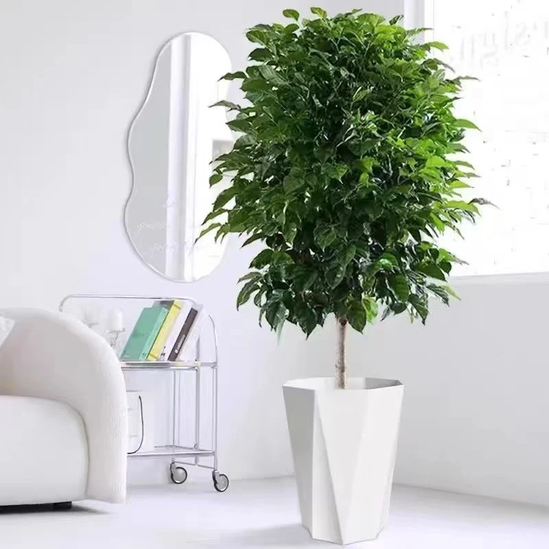 送货上门【1.4-1.6CM】棒棒糖幸福树吸收甲醛净化空气