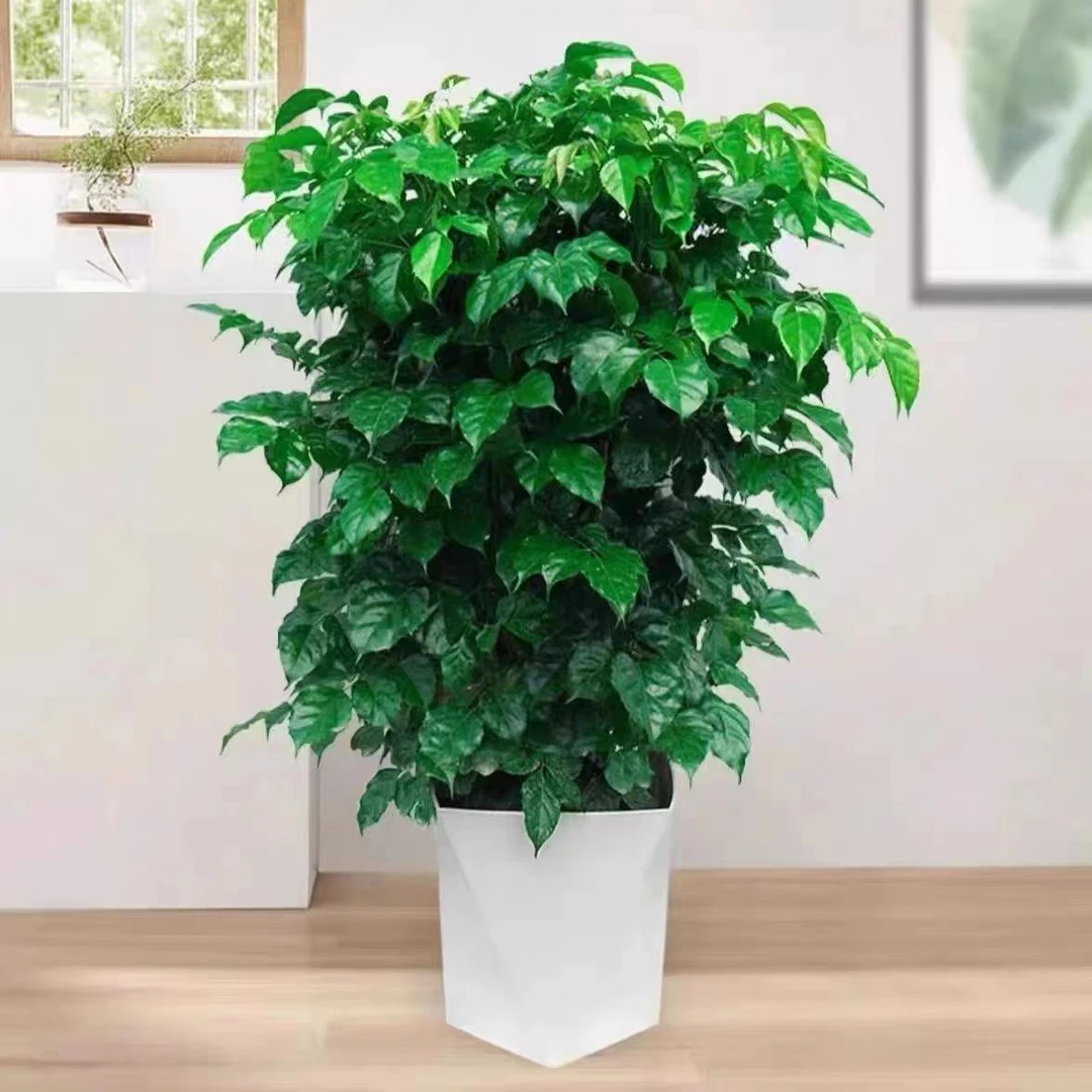 60-70CM高幸福树客厅盆栽大型植物室内吸收甲醛净化空气植物