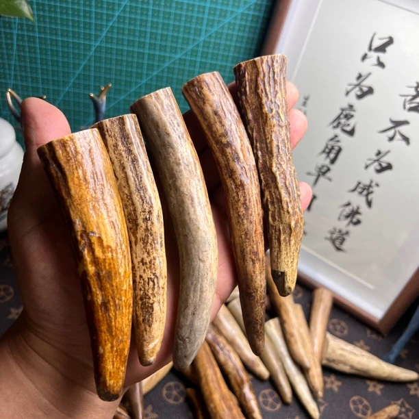 精远人工鹿角尖手把件 长度13-15左右一个