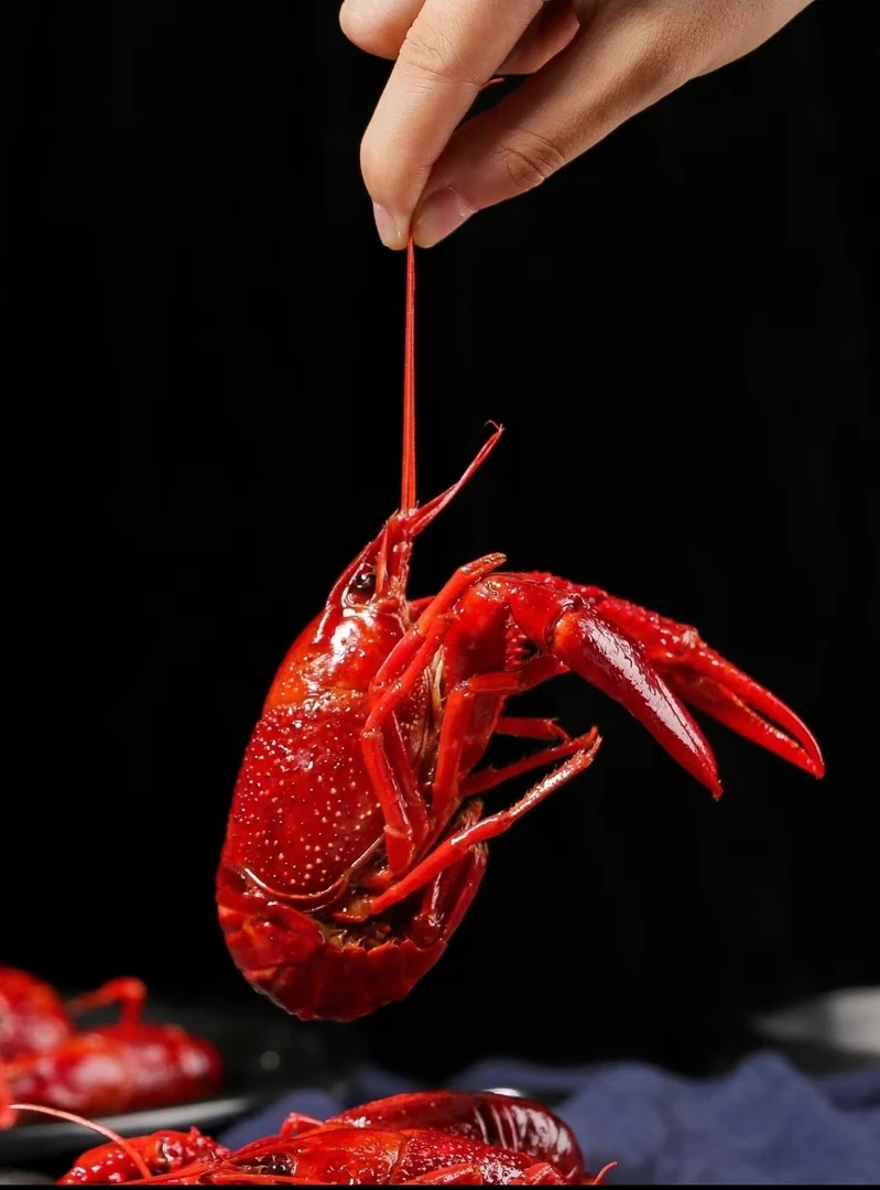小龙虾（鲜活）