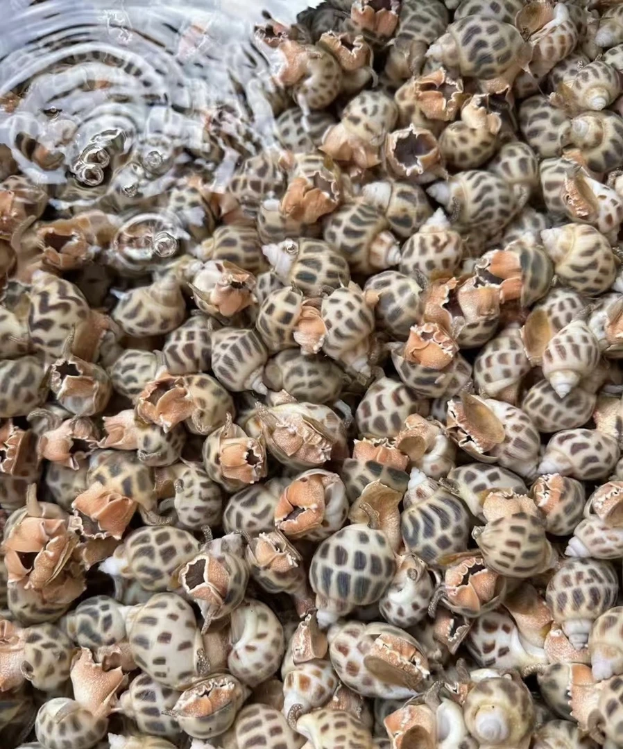 鲜活海口花螺