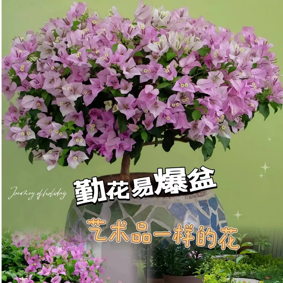 三角梅（雪紫）直播间一物一拍（运输途中会掉花介意勿拍）
