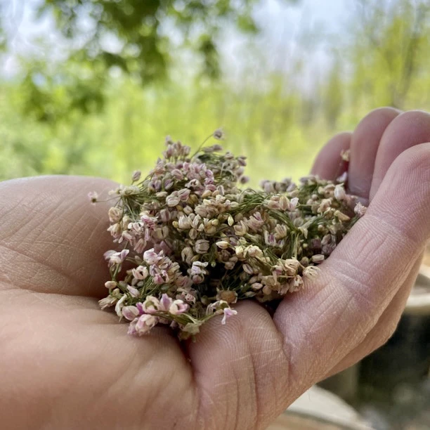 【野生泽蒙花】拓鲜生陕北特产30克1桶包邮