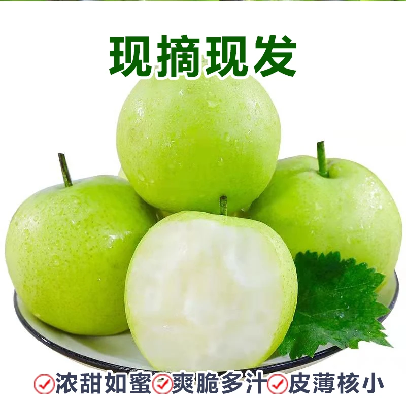 【掌柜推荐】皇冠梨酥梨果肉多汁皮薄皮微黄当季新鲜梨子3/5/9 斤包