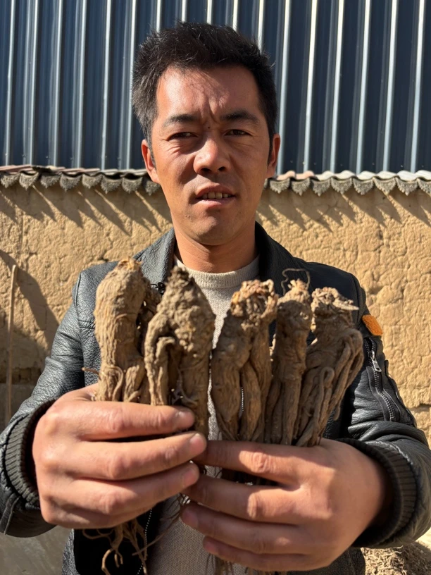 甘肃岷县当归特大原条正宗岷县当归无硫无熏