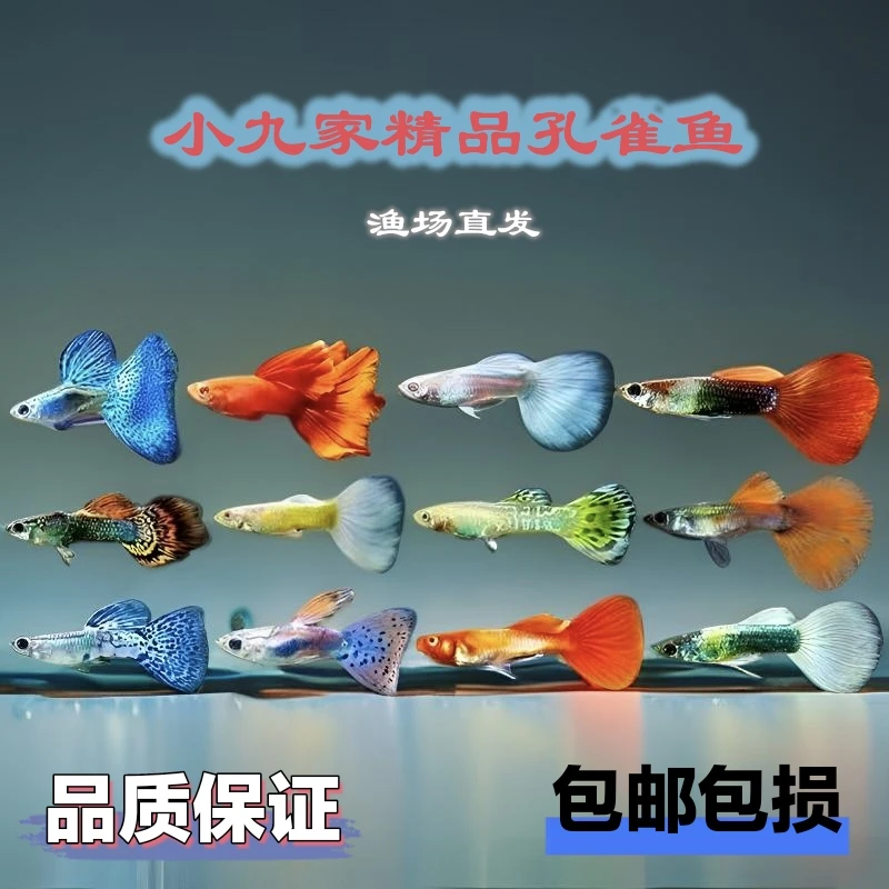 精品孔雀鱼全家福直播有马印灯入缸后不赔付介意勿拍