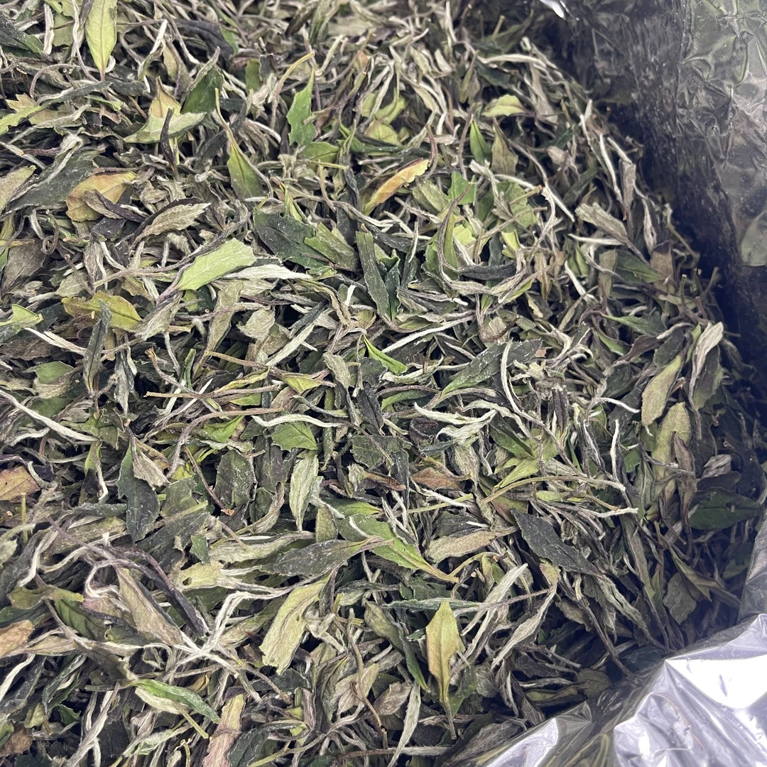 2024年福鼎白茶春寿眉