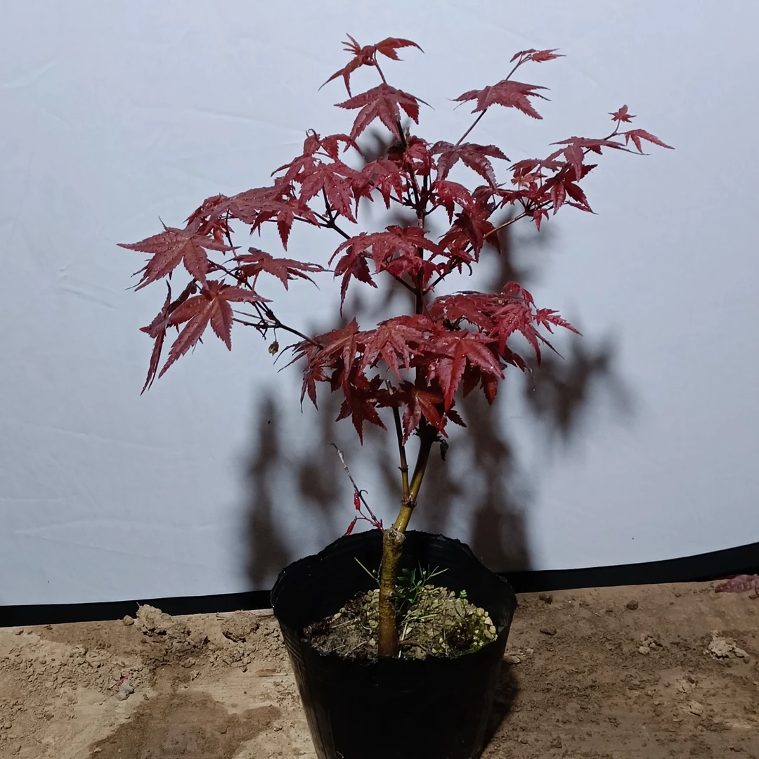 出猩猩 红舞姬  女神   天成时雨