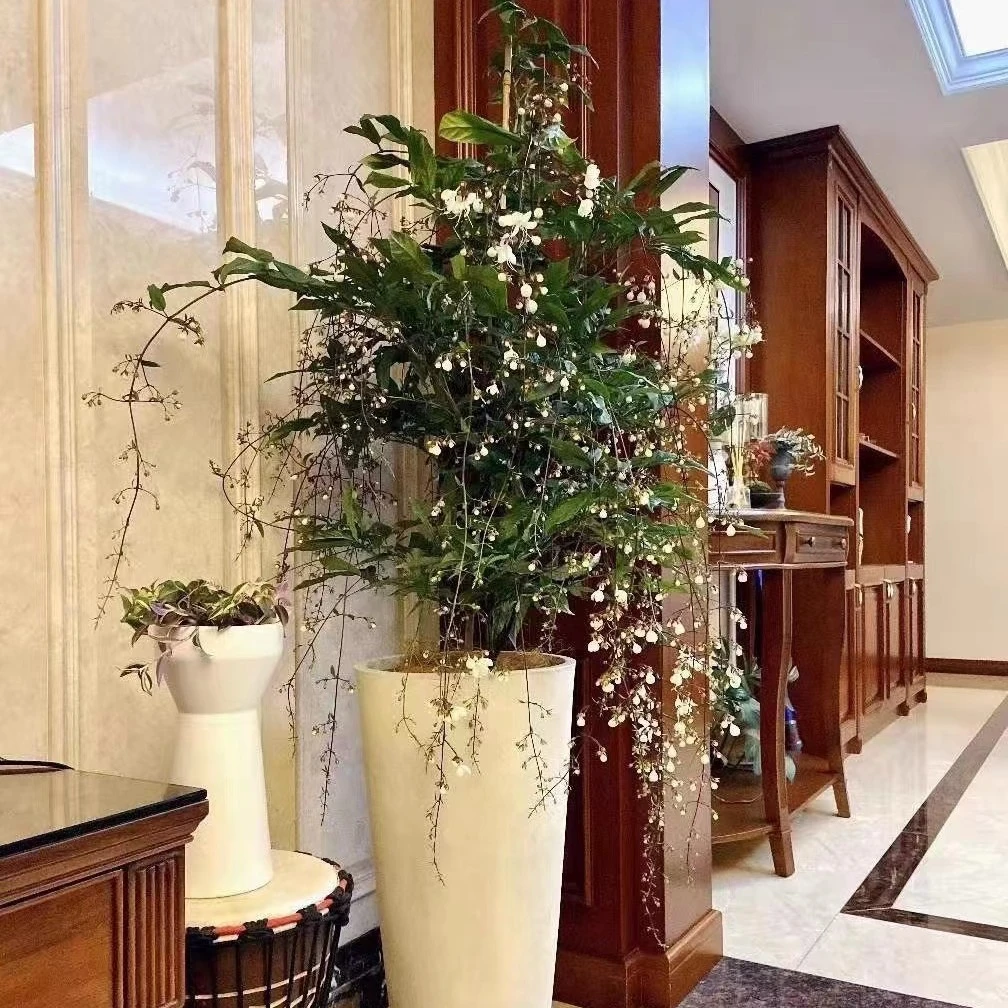 精品棒棒糖浓香垂丝茉莉盆栽花苗白蝴蝶稀有花卉进口室内垂吊植物