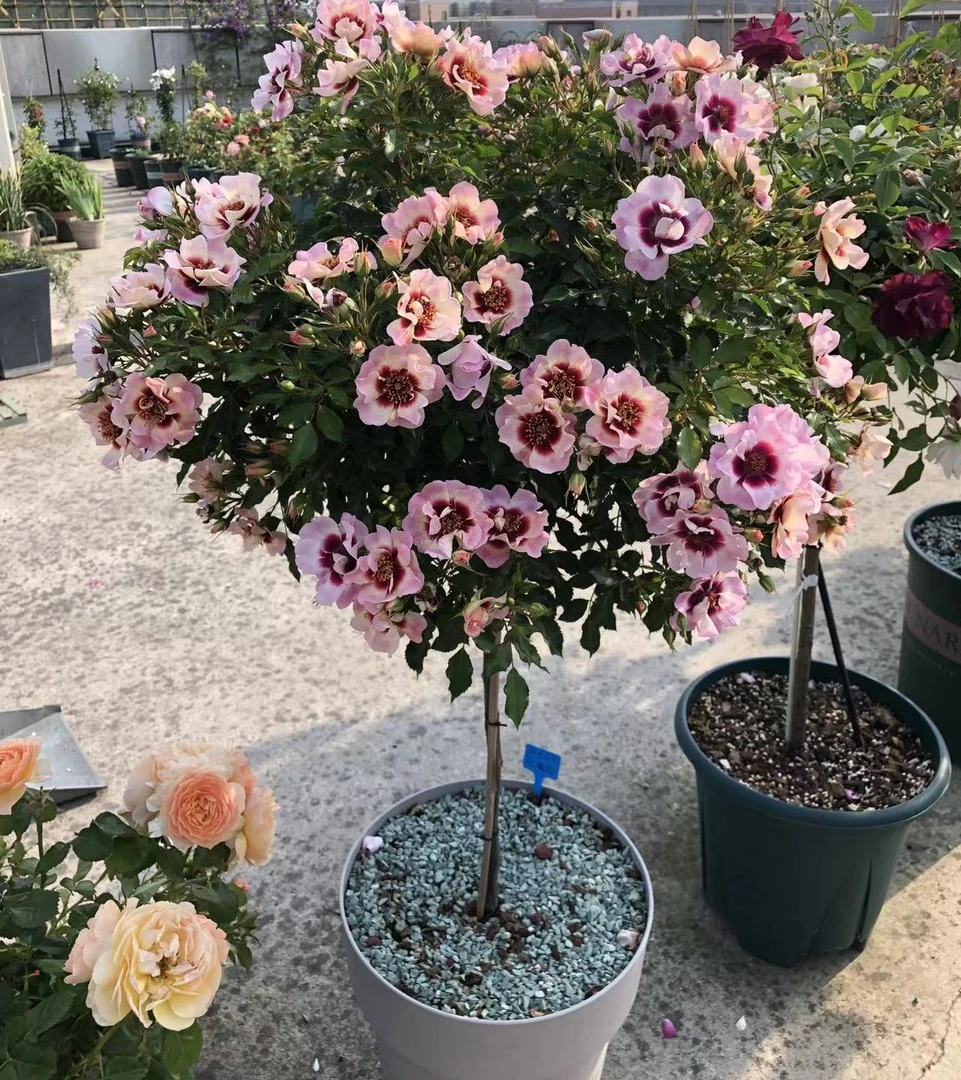 棒棒糖树桩月季花苗果汁女王蓝色风暴花朵花卉植物庭院四季开玫瑰
