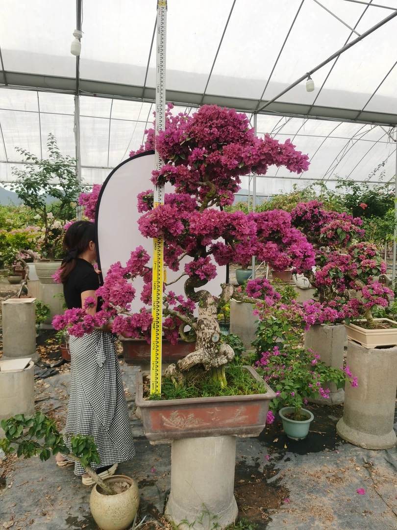 金品三角梅小矮霸