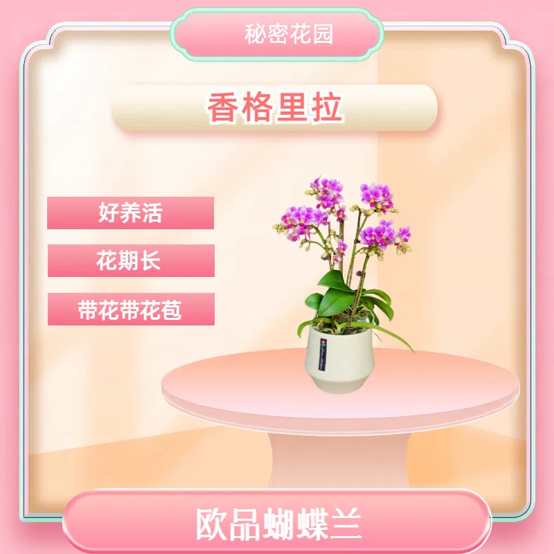 【香格里拉】女神节 红色花客厅 卧室 观赏花卉 现货发货