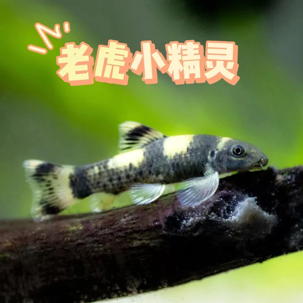 老虎小精灵印尼进口观赏鱼工具鱼除藻清洁进口鱼定水皮实好养