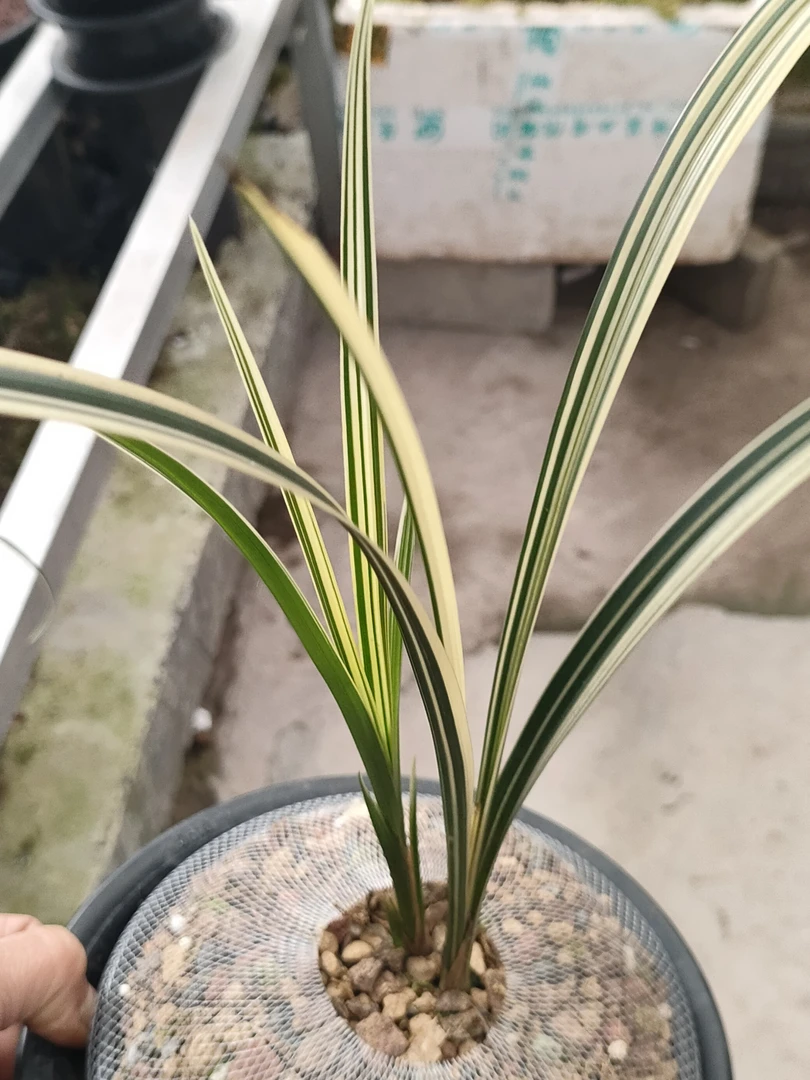 优质兰花之春剑艺草分苗根差