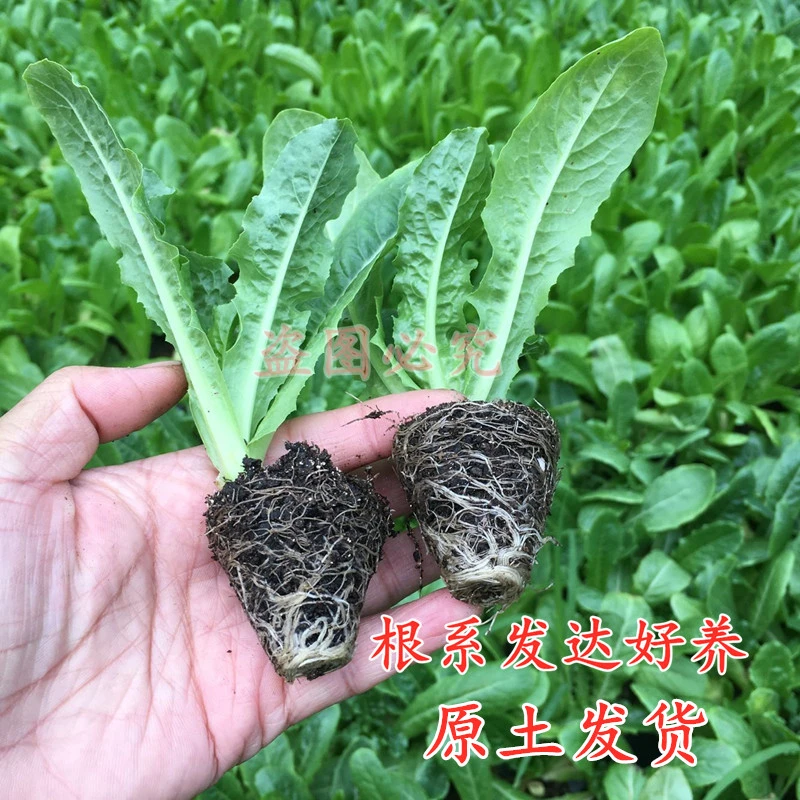 秋冬耐寒青皮绿肉莴苣苗红皮莴笋幼苗冬寒菜蔬菜苗庭院种植菜