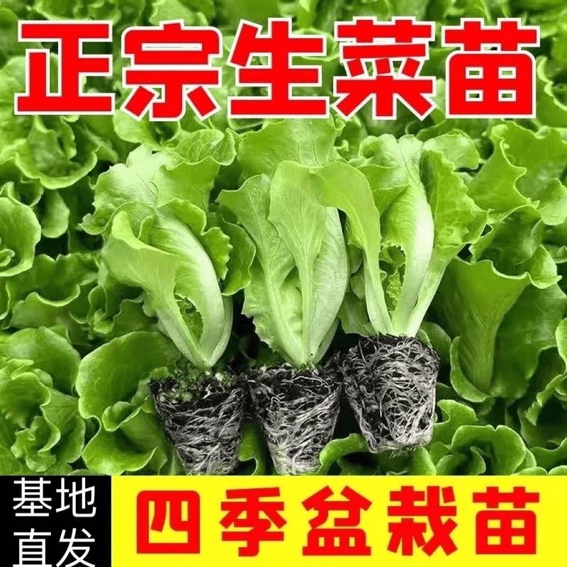 生菜苗带土秧苗奶油生菜意大利生菜苗大速生菜玻璃紫叶四季蔬菜苗