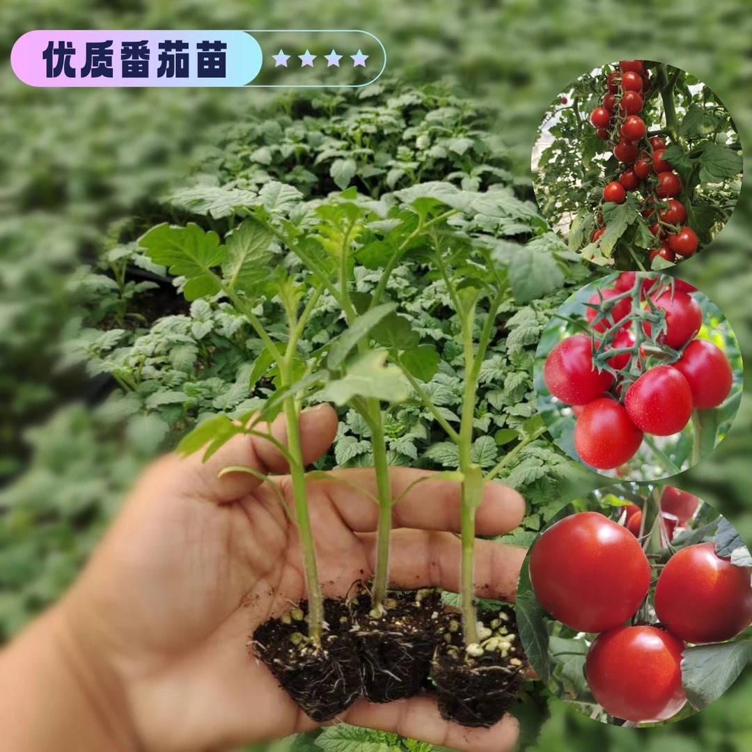 优质番茄苗蔬菜秧苗番茄西红柿小番茄茄子圣女果家庭阳台盆栽成活